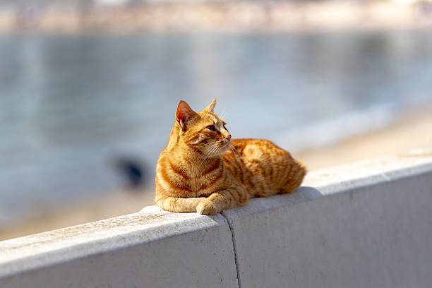 istock Cat of Istanbul 2211742756
