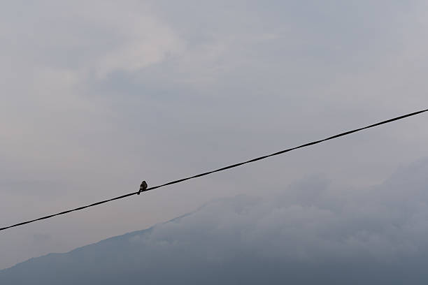 istock A solitary small bird perches on a wire against a vast, cloudy sky. Subtle mountain silhouette visible in the background. 2211742783