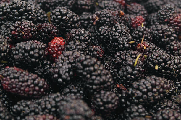 istock Close up of mulberry berries. 2211742814