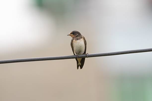 istock Barn Swallow on wire with detailed plumage 2211743232