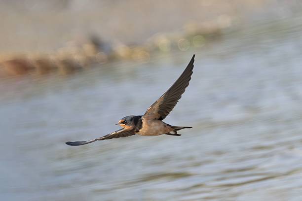 istock Barn swallow in flight over water 2211743239