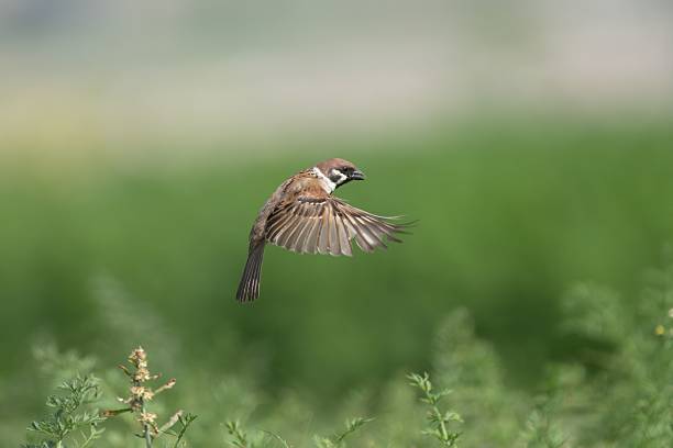 istock Sparrow in Flight Over Green Field 2211743251