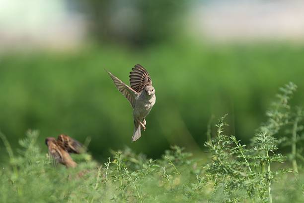 A sparrow in mid-flight over a lush green field, capturing the grace of nature.