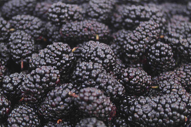 istock Mulberry background. Fresh ripe mulberry berries. 2211743919
