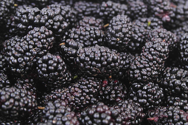 istock Fresh ripe mulberry berries. 2211743959