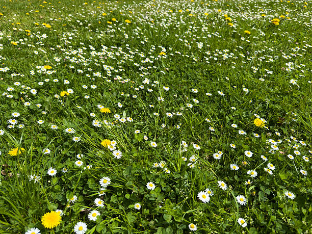 Dandelions and daisies on a fresh green spring meadow