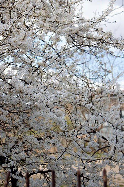istock White plum blossoms, spring, blossoms, flowers on tree 2211744201