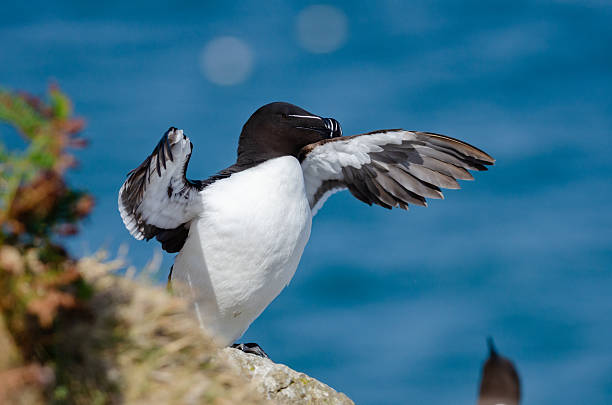 Razorbill (Alca torda), Skomer island, UK