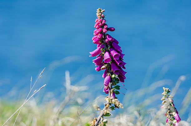 Foxglove (Digitalis purpurea) in Pembrokeshire Coast National Park