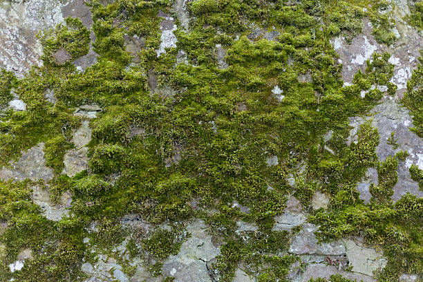 istock Weathered Stone Wall with Lichen and Moss GRowing on the Surface 2211747436