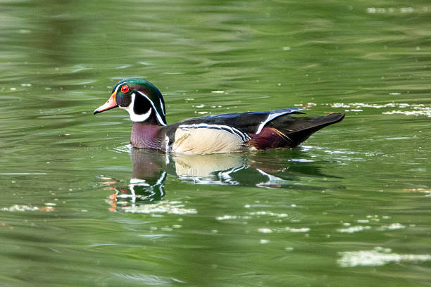 istock Male Wood Duck 2211747453