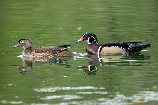 istock Male and Female Wood Ducks 2211747488
