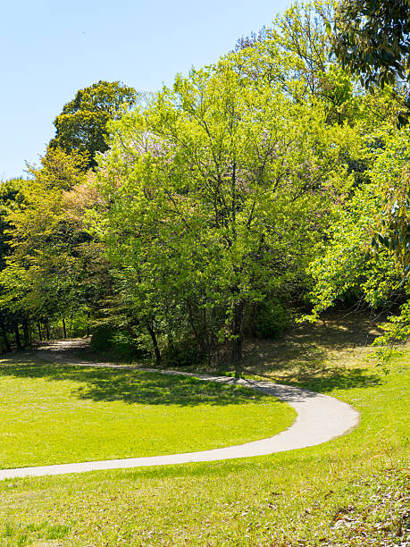 istock Fresh green leaves and background 2211747551