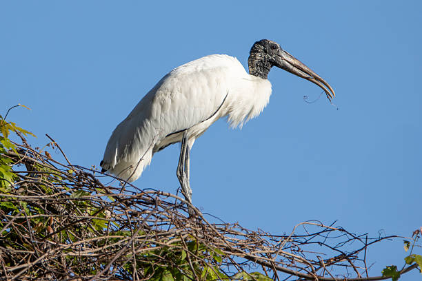 American Wood Stork