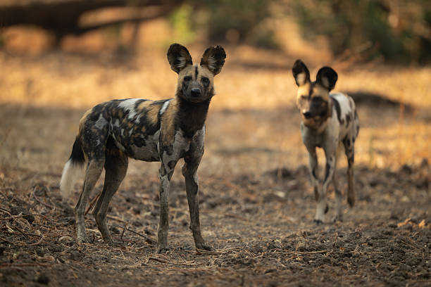 istock African wild dog approaches another in shade 2211749474