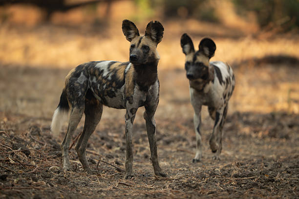 istock African wild dog approaches another looking away 2211749477