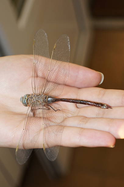 istock Dragonfly on a human palm. Dry insect. Close-up, top view. 2211749680