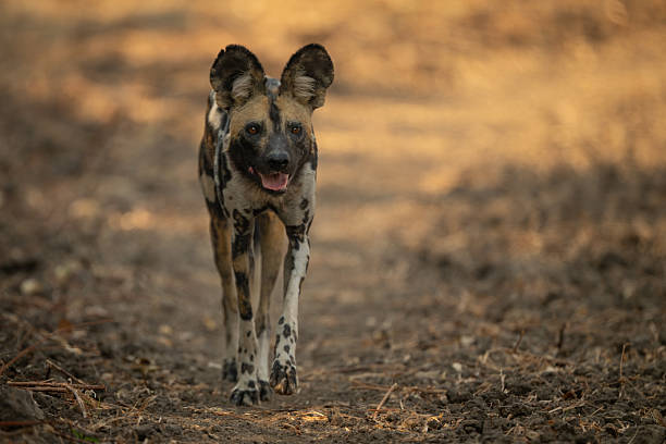 istock African wild dog crosses clearing lifting forepaw 2211749686
