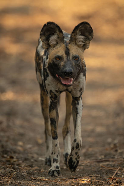istock African wild dog crosses clearing toward camera 2211749765