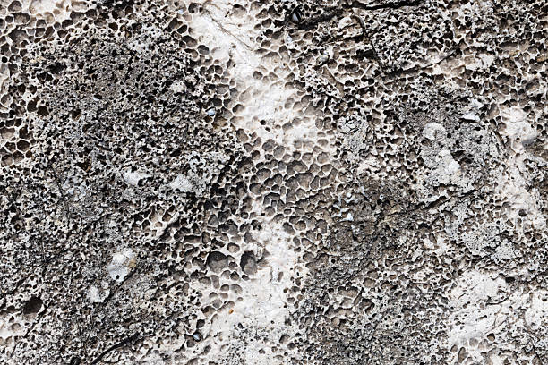 Concretion with fossilized sea shells family Turritellidae and Donax (bivalve).