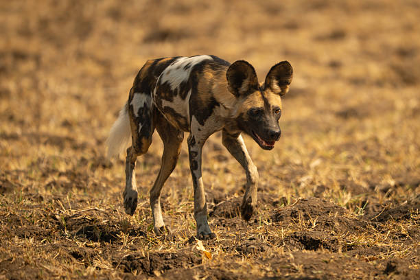 istock African wild dog crossing grass in sunshine 2211750125