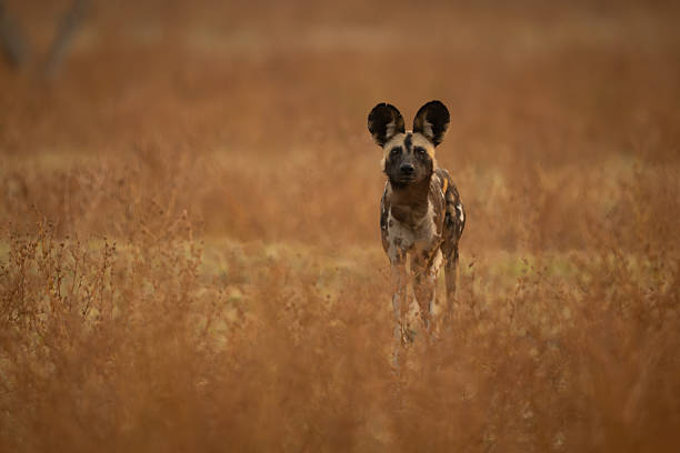 Portrait of a critically endangered African Wild Dog (Lycaon pictus). Shot in wildlife. Location: Nyerere National Park, formerly Selous Game Reserve, Tanzania/East Africa.