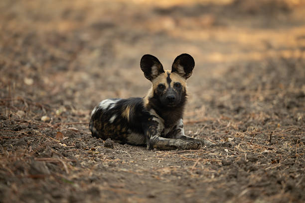 istock African wild dog lies facing toward camera 2211750306