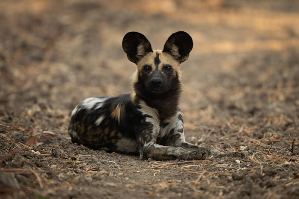 istock African wild dog lies facing towards camera 2211750311
