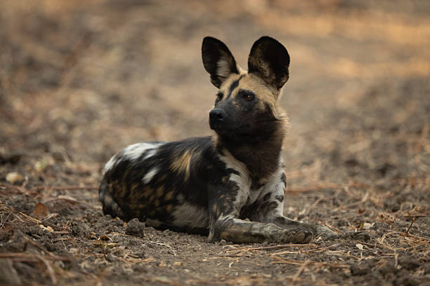 istock African wild dog lies on bare earth 2211750467