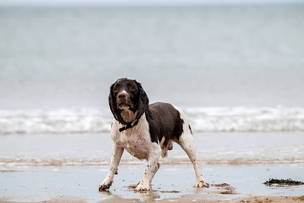 An English Springer Spaniel by the sea on the Nort-West England coast.