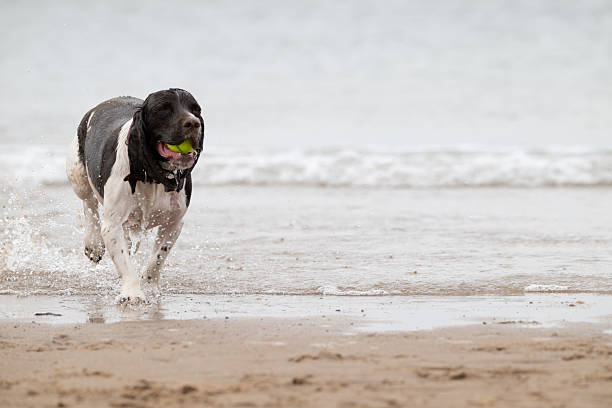 An English Springer Spaniel by the sea on the Nort-West England coast.