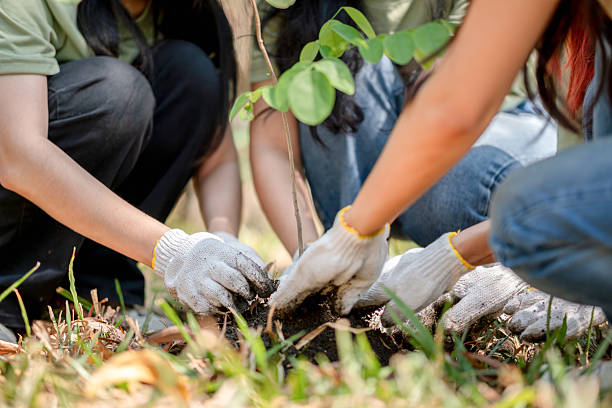 istock Young Volunteers Planting Tree for Environmental Conservation, Eco-Friendly Group Activity: Teamwork in Tree Planting 2211750886