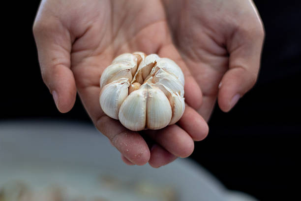 istock Hands Holding a Whole Garlic Bulb with Separated Cloves in Natural Light 2211751171