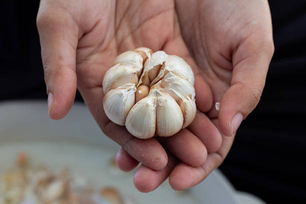 istock Hands Holding a Whole Garlic Bulb with Separated Cloves in Natural Light 2211751198