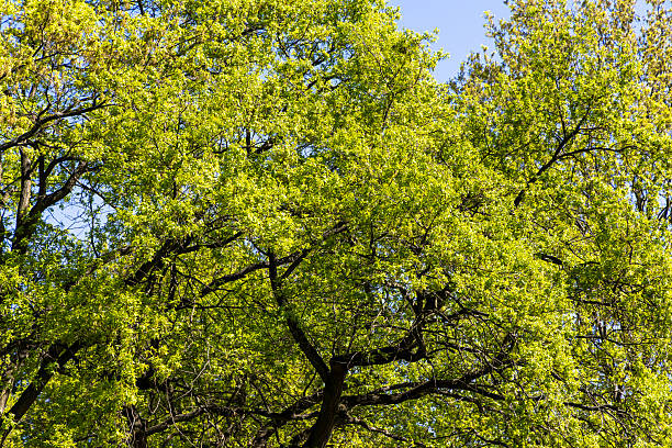 Spring green foliage on ancient oak branches in the forest. Spring landscape. Poland
