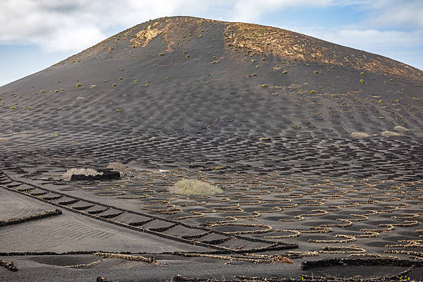 This image showcases the distinctive structure of vineyards in the arid and barren landscape of Lanzarote, Canary Islands. The vineyards are characterized by circular stone walls that protect the vines from harsh winds and conserve moisture in the volcanic soil. The repetitive pattern of these stone enclosures across the hillside creates a visually striking and unique agricultural method adapted to the challenging environment.