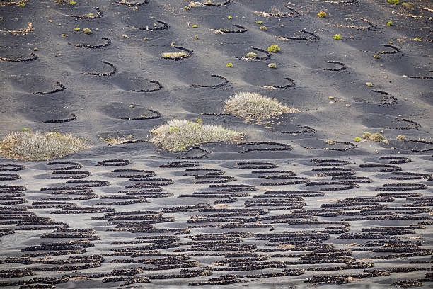 This image showcases the distinctive structure of vineyards in the arid and barren landscape of Lanzarote, Canary Islands. The vineyards are characterized by circular stone walls that protect the vines from harsh winds and conserve moisture in the volcanic soil. The repetitive pattern of these stone enclosures across the hillside creates a visually striking and unique agricultural method adapted to the challenging environment.