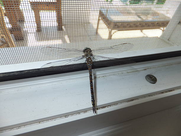 Gray dragonfly sits on a window. Close-up, view from above.