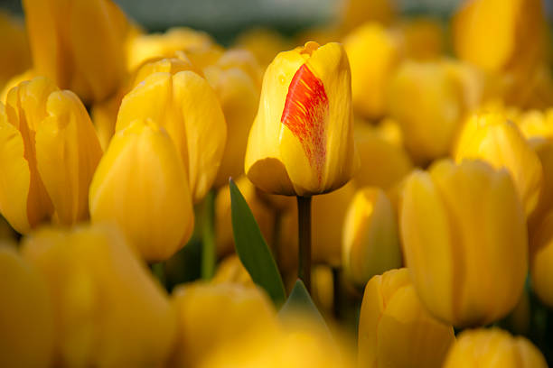 Tulip season in Istanbul