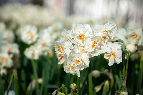 Daffodil bulbs in a public park in spring