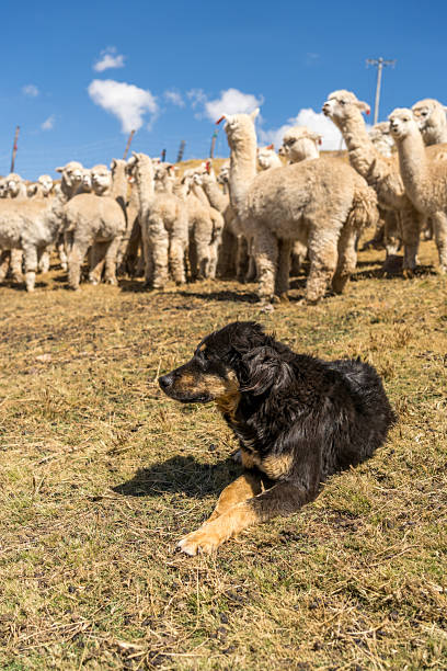 istock SHEEPDOG GUARDING ALPACAS IN THE PERUVIAN HIGHLANDS 2211756491