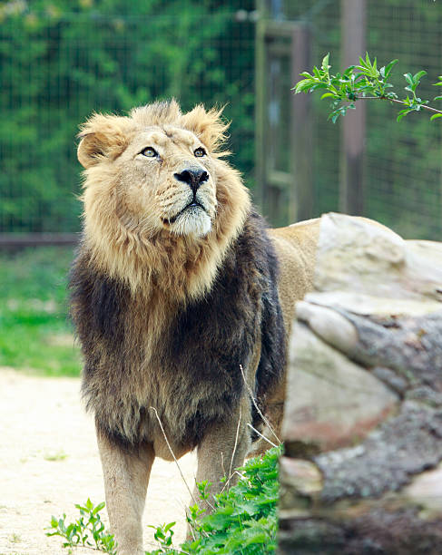 istock King of the Jungle -  standing looking up 2211757770