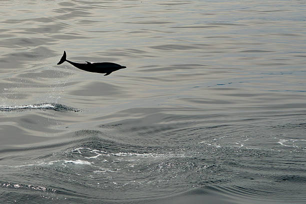 Group of dolphins jumping out from the sea.