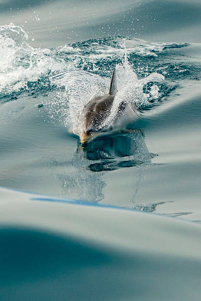 A striped dolphin coming to you at full speed