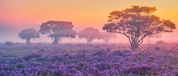 istock Vibrant purple heather fields bloom at Zuiderheide National Park in the Netherlands 2211763253