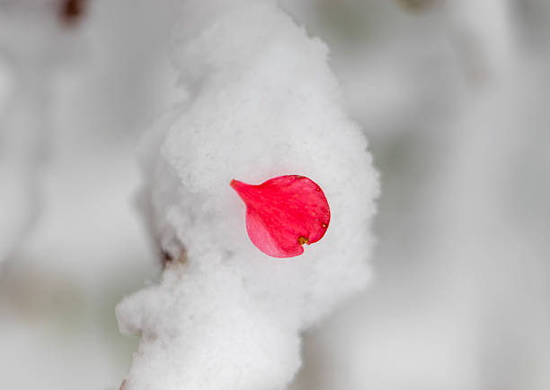heart shaped red flower petal on snow mass.