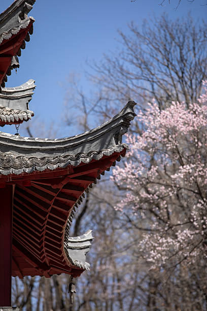 istock Ancient buildings and cherry blossoms 2211765517