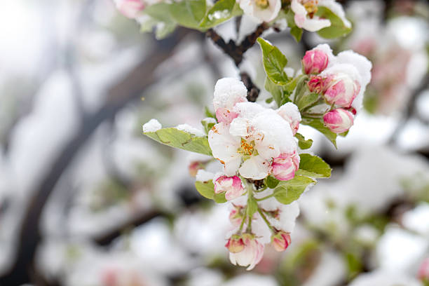 istock unseasonal snow falling on fruit tree flowers, macro photo 2211765724