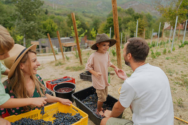 istock Squeezing the grapes in the vineyard 2211765788
