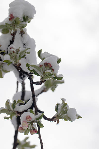 istock unseasonal snow falling on fruit tree flowers, macro photo 2211765870